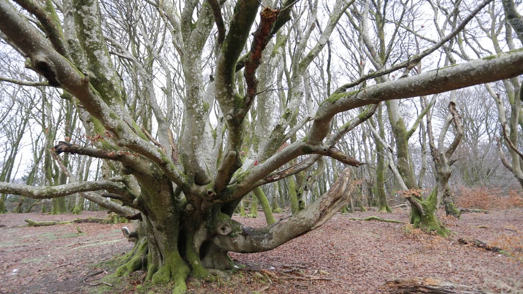 Hvass Baum