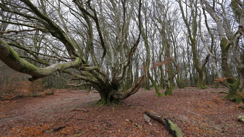 Hvass Baum