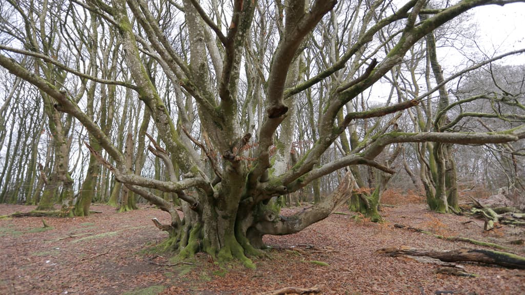 Hvass Baum