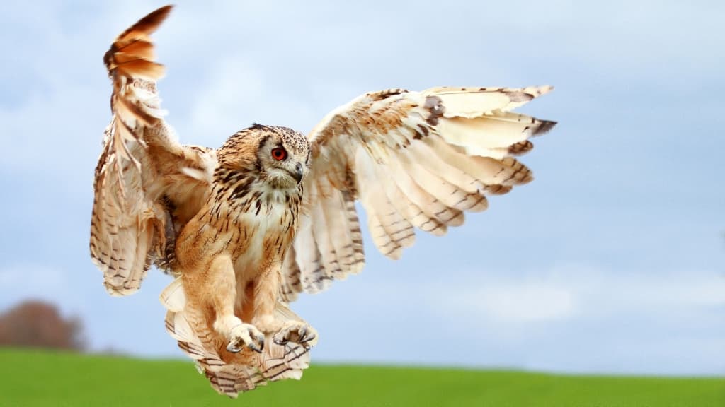 Silkeborg Rovfugleshow