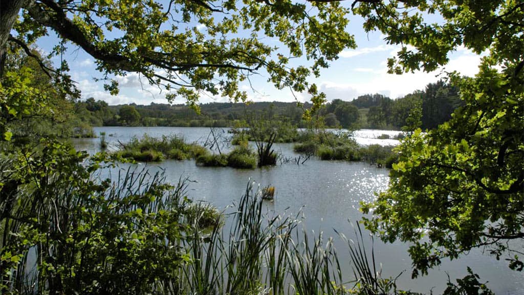 Vingsted See