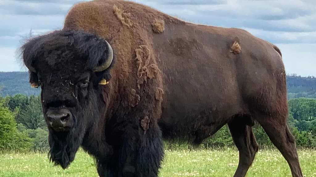 Bison